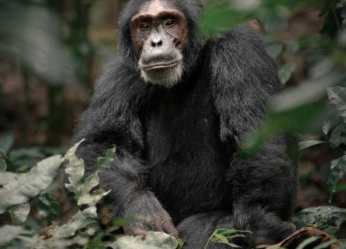 7 days Gorilla, Chimpanzee and Wildlife Tour in Uganda