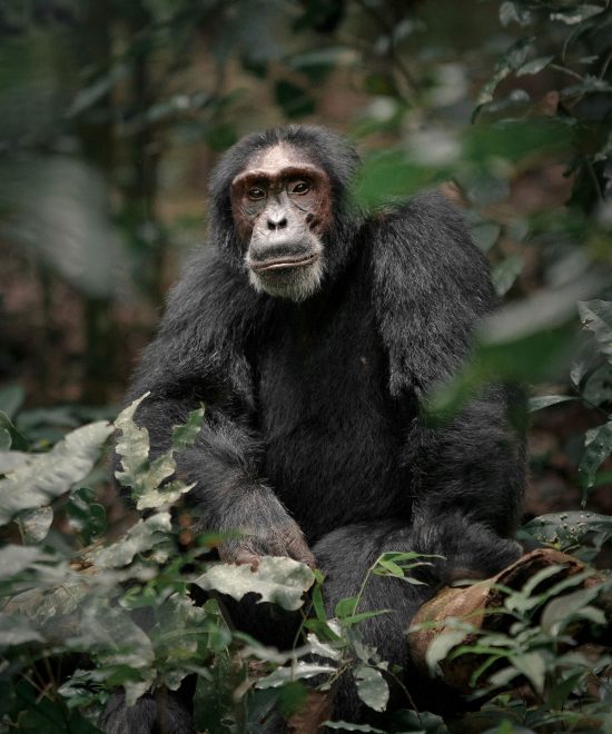 7 days Gorilla, Chimpanzee and Wildlife Tour in Uganda