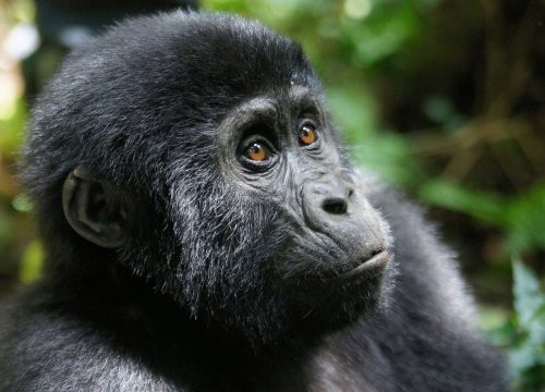 Gorilla Trekking