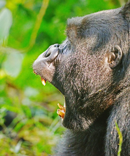 9 Days Gorilla, Chimpanzee, Wildlife